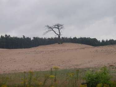 arbre dans le sable, Parc de la Haute-Veluwe