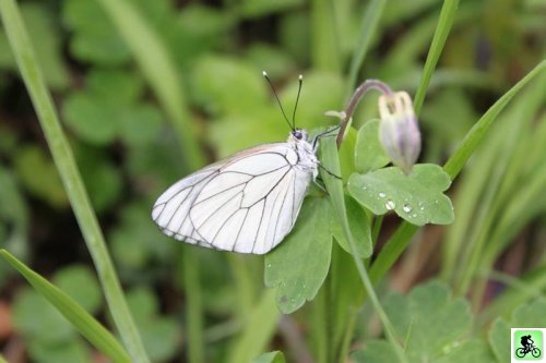 Papillon blanc sur herbe