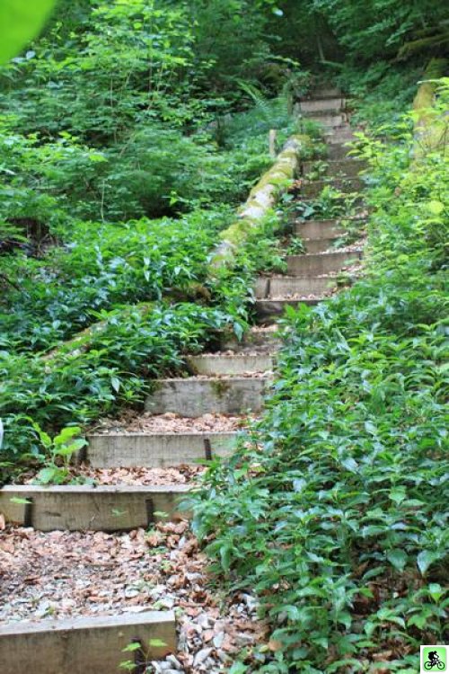 Escaliers dans la forêt