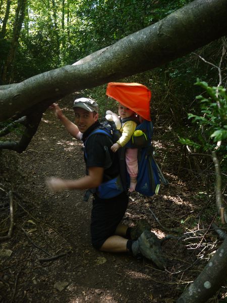 Passage sous un arbre dans la forêt de brégille avec porte bébé vaude